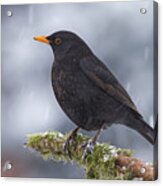 Eurasian Blackbird And Snowfall Germany Acrylic Print