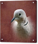 Eurasian Collard Dove Acrylic Print