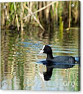 Eurasian Coot Acrylic Print