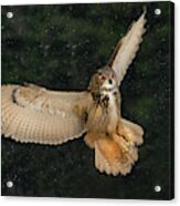 Eurasian Eagle Owl Acrylic Print