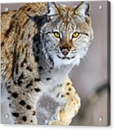 Eurasian Lynx Walking Acrylic Print