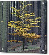 European Beech In Norway Spruce Forest Acrylic Print