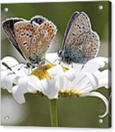 European Common Blue Butterflies Acrylic Print