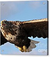 European Flying Sea Eagle 1 Acrylic Print