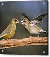 European Greenfinch Male And Female Acrylic Print