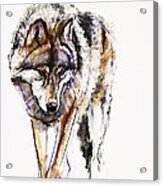 European Wolf Acrylic Print