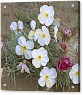 Evening Primrose And Grizzly Bear Cactus Acrylic Print