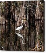 Everglades0419 Acrylic Print