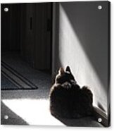 Everybody Needs A Sunny Spot Acrylic Print