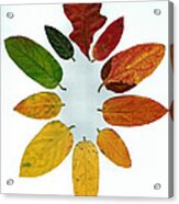 Evolution Of Autumn Wh Acrylic Print
