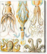 Examples Of Various Cephalopods Acrylic Print