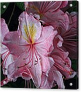 Exbury Azalea Blooms With Little Spider Acrylic Print