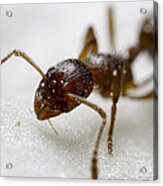 Extreme Macro Ant Acrylic Print