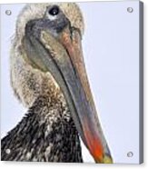 Eyed By A Pelican Acrylic Print