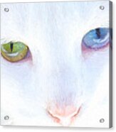 Eyes That Tell A Story - Odd Eyed Cat Acrylic Print