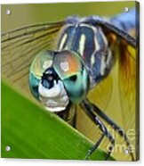 Face Of The Dragonfly Acrylic Print
