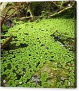 Fairy Glade Acrylic Print