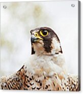 Falcon On The Look For Prey Acrylic Print