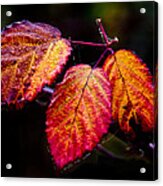 Fall Blackberry Leaves Acrylic Print
