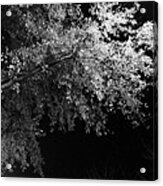 Fall Branches By Night Acrylic Print