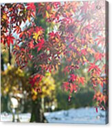 Fall Color And Early Snow I Acrylic Print
