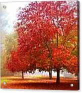 Fall Colored Trees Acrylic Print