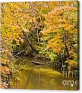 Fall Creek Foliage Acrylic Print