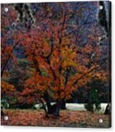Fall Foliage At Lost Maples State Park Acrylic Print