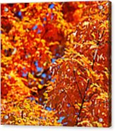 Fall Foliage Colors 17 Acrylic Print