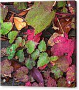 Fall Ivy Acrylic Print