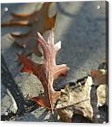 Autumn Oak Leaves On Sidewalk Acrylic Print