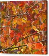 Fall Maple Colors Acrylic Print