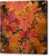 Fall Maples - 03 Acrylic Print