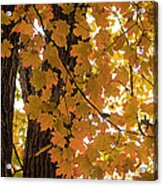 Fall Maples - 06 Acrylic Print