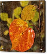 Fall Quaking Aspen Acrylic Print