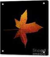 Fallen Leaf Acrylic Print