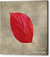 Fallen Red Leaf Acrylic Print