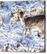 Fallow Deer In Winter Wonderland Acrylic Print