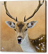 Wildlife Fallow Stag Fine Art Acrylic Print