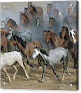 Family Band Of Mustangs Acrylic Print