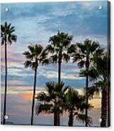 Family Of Palms Acrylic Print