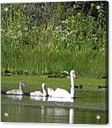 Family Of Swans Acrylic Print