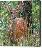 Fawn Hiding In The Woods Acrylic Print