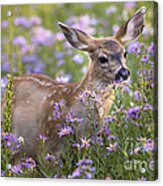 Fawn In Asters Acrylic Print