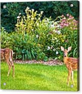 Fawns In The Afternoon Sun Acrylic Print