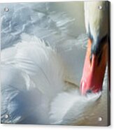 Feather Flufifng Acrylic Print