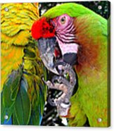 Feathered Friends Acrylic Print