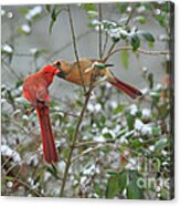 Feeding Cardinals Acrylic Print