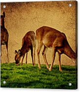 Feeding Deer Acrylic Print