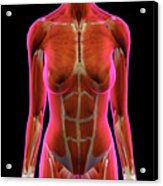Female Chest And Abdomen Muscles, Split Metal Print by Hank Grebe - Pixels